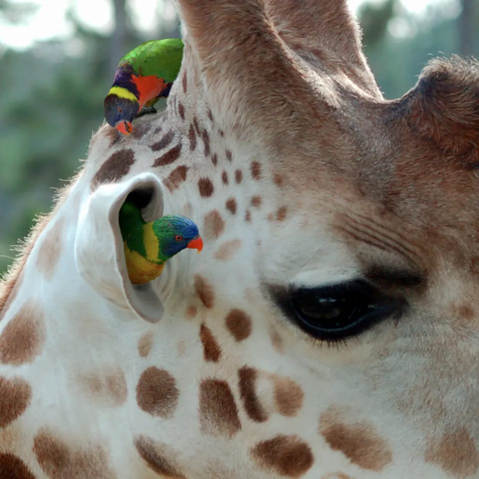 El riesgo de que el mercado no esté listo